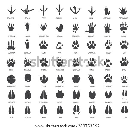 Animal Footprints Stock Images, Royalty-Free Images & Vectors ...