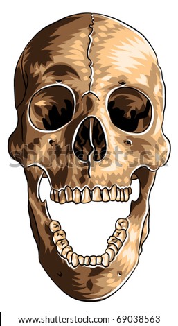 Open Skull Stock Images, Royalty-Free Images & Vectors | Shutterstock