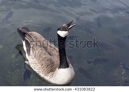 canada goose shop prague canada goose shop prague