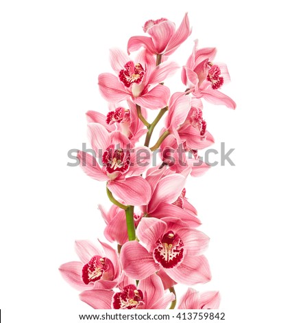 Orchid flowers isolated on white background