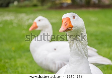 Goose Stock Images, Royalty-Free Images & Vectors | Shutterstock