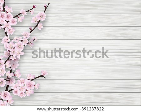 Pink cherry blossom branch on white old wood background. Springtime realistic vector illustration.