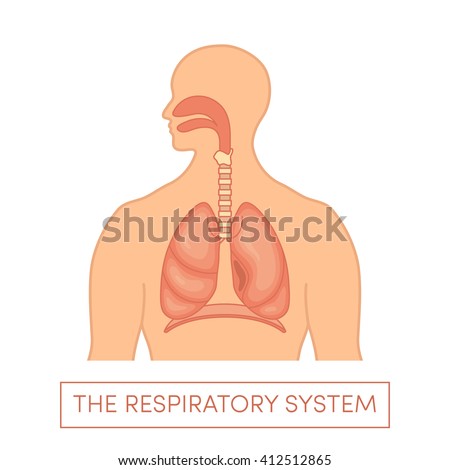 The Respiratory System Cartoon