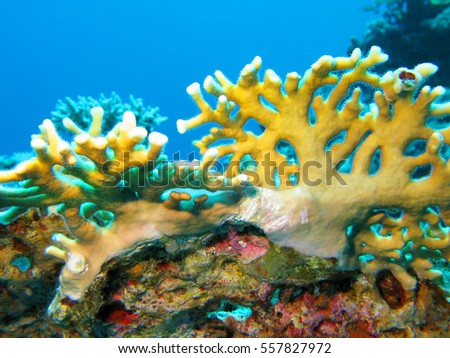 coral reef with yellow fire coral in tropical sea, underwater.