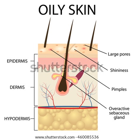 skin pores stock images royalty free images vectors clogged pores on diagram www pixshark images galleries with a bite skin pores stock images royalty free images vectors clogged pores on diagram www pixshark images galleries with a bite