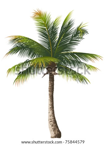 Coconut-tree Stock Images, Royalty-Free Images & Vectors | Shutterstock