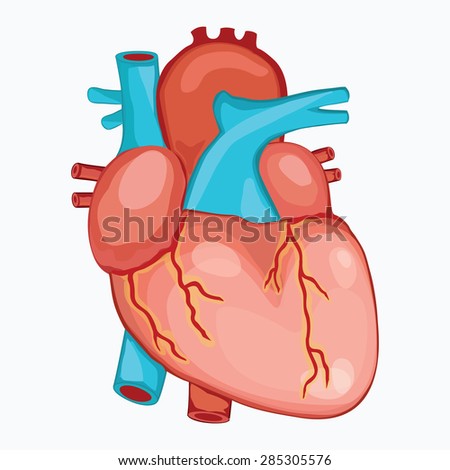 Heart Anatomy Cross Section Diagram Stock Vector 157286378 - Shutterstock