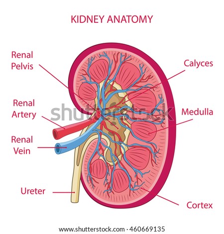 Kidney Anatomy Illustration Vector Stock Vector 460669135 - Shutterstock