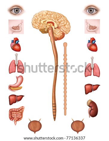 sympathetic parasympathetic The parasympathetic nervous system is a division of the autonomic nervous system this is a part of the autonomic nervous system that is responsible for the 'rest and digest' phase of the body the nerves of this system send fibers to cardiac muscles, smooth muscles, and to the glandular tissue. sympathetic parasympathetic The parasympathetic nervous system is a division of the autonomic nervous system this is a part of the autonomic nervous system that is responsible for the 'rest and digest' phase of the body the nerves of this system send fibers to cardiac muscles, smooth muscles, and to the glandular tissue.