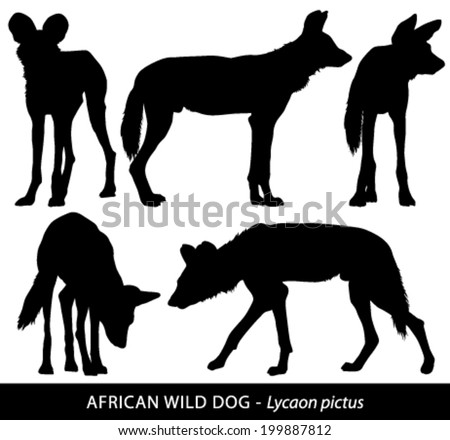 African Wild Dog Stock Images, Royalty-Free Images & Vectors | Shutterstock