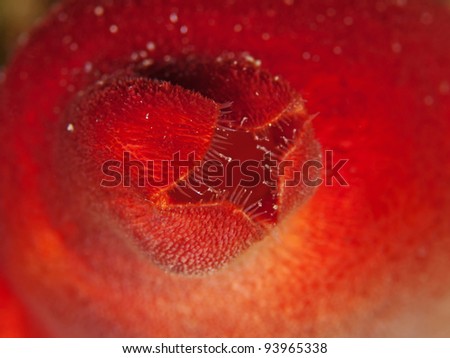 hd hairy vagina