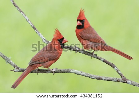 beautiful northern cardinal sitting in bare dogwood tree beautiful northern cardinal sitting bare stock photo 52964293 beautiful northern cardinal sitting in bare dogwood tree beautiful northern cardinal sitting bare stock photo 52964293