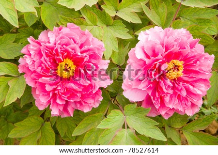 peony in chinese culture