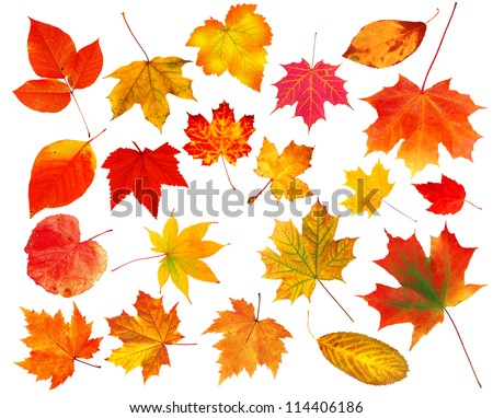 collection beautiful colorful autumn leaves isolated on white background