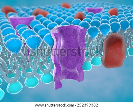 Structure Plasma Membrane Stock Illustration 252399382 - Shutterstock