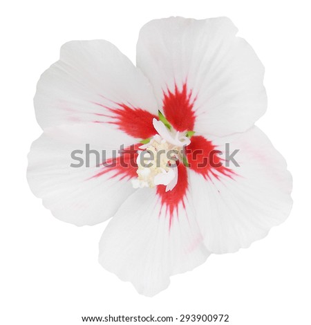 Hollyhock Flower Stock Images, Royalty-Free Images & Vectors | Shutterstock