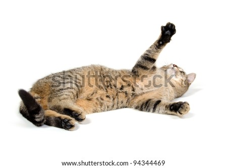 Collection Kitten  Isolated On White Background Stock Photo 