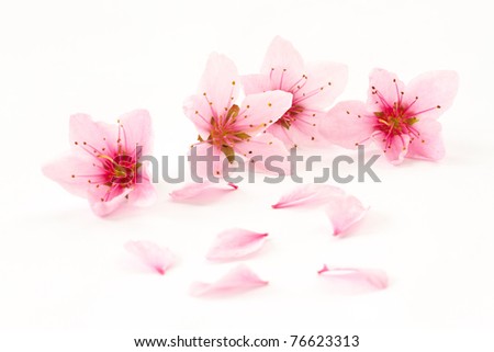 Peach pink flowers on a white background