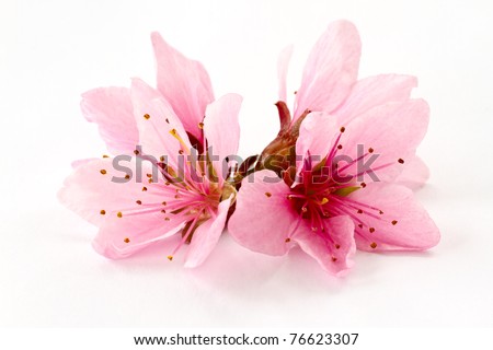 Peach pink flowers on a white background