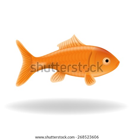 Goldfish isolated