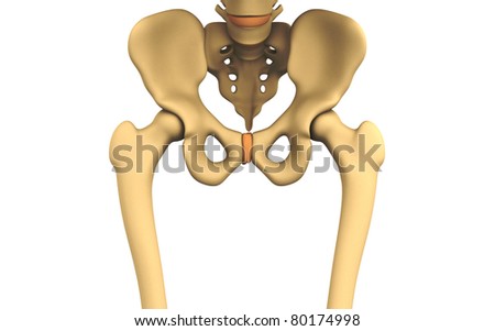 Pelvic Bone Stock Images, Royalty-Free Images & Vectors ... pregnant woman diagram unlabelled 