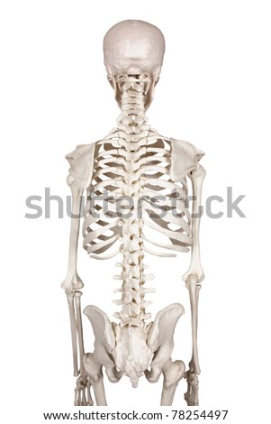 How many rib bones are in an adult human?
