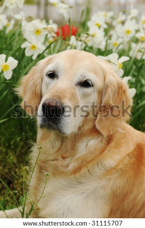 Dog Wearing Flower Necklace Wedding Stock Photo 26279872 - Shutterstock