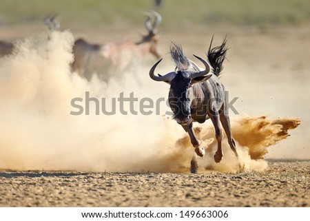 Blue wildebeest running on dusty plains ( Taurinus; connochaetes ) - Kalahari desert - South Africa