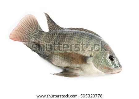 Fresh Fish On A White Background Nile Tilapia Mango Nilotica Fresh Fish On A White Background Nile Tilapia Mango Nilotica