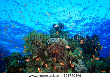 Marine-life Stock Photos, Images, & Pictures | Shutterstock