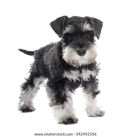 Schnauzer Stock Images, Royalty-Free Images & Vectors | Shutterstock