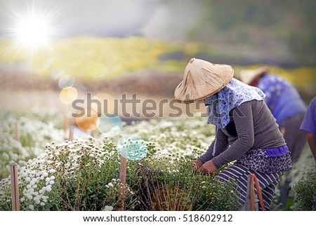 Harvesting chrysanthemum(daisies), which flowers In traditional Chinese medicine has a therapeutic effect so it is an economic crop.