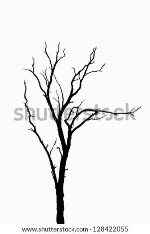 Tree Silhouette No Leaves