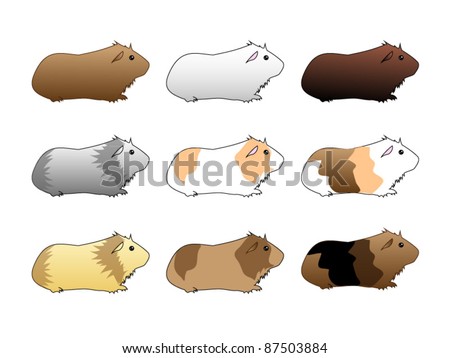 Guinea Pig Stock Photos, Images, & Pictures | Shutterstock