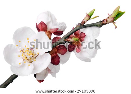 Apricot flower on white background (isolated).