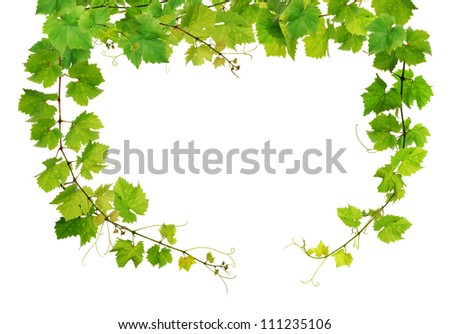 Fresh Grapevine Circle Border On White Stock Photo 53594266 - Shutterstock