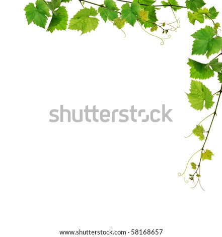 Grape Vine Border Stock Photos, Images, & Pictures | Shutterstock