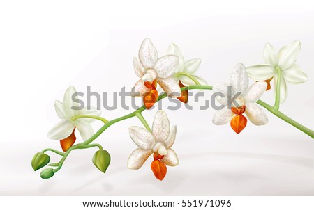 Branch with orchid flowers Phalaenopsis Mini Mark Holm. Vector illustration