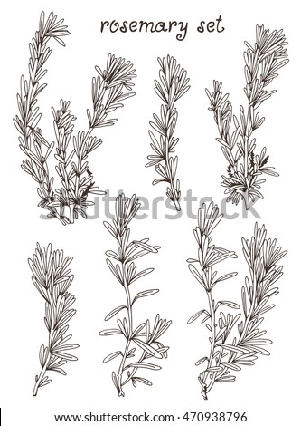 Set Line Drawing Herbal Bouquets Bunch Stock Vector 249408694