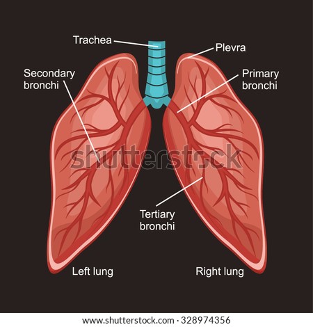 Medical Structure Lungs Stock Illustration 297414752 - Shutterstock