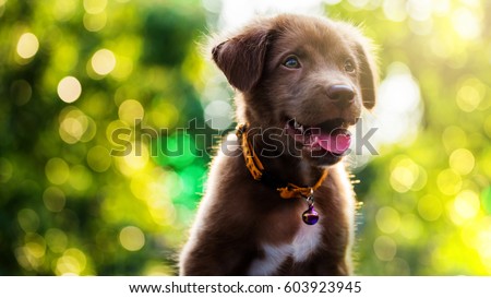 Image result for cute puppy stock photo