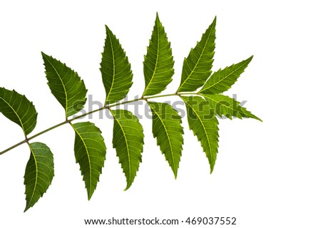 Neem Stock Images, Royalty-Free Images & Vectors | Shutterstock