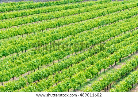世界遺産「アルト・ドウロ・ ワイン生産地域」のブドウ畑