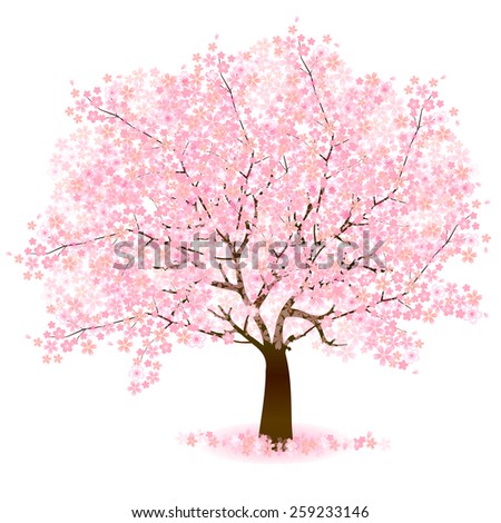 Cherry blossom background