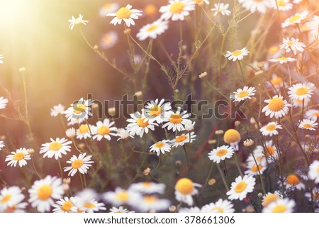 Daisy flower - wild chamomile