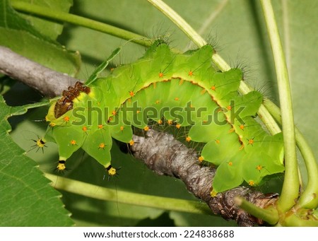 Giant Silk Moth Called Indian Moon Stock Photo (Edit Now ...