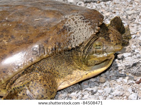 Softshell Turtle Stock Images, Royalty-Free Images & Vectors | Shutterstock