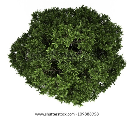 Top View Sugar Gum Tree Isolated Stock Illustration 109888958