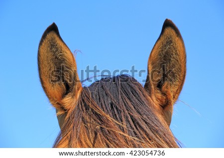 Horse Ears Stock Images, Royalty-Free Images & Vectors | Shutterstock