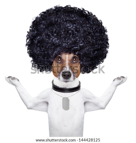 Afro Look Dog Very Big Curly Stock Photo (Royalty Free ...